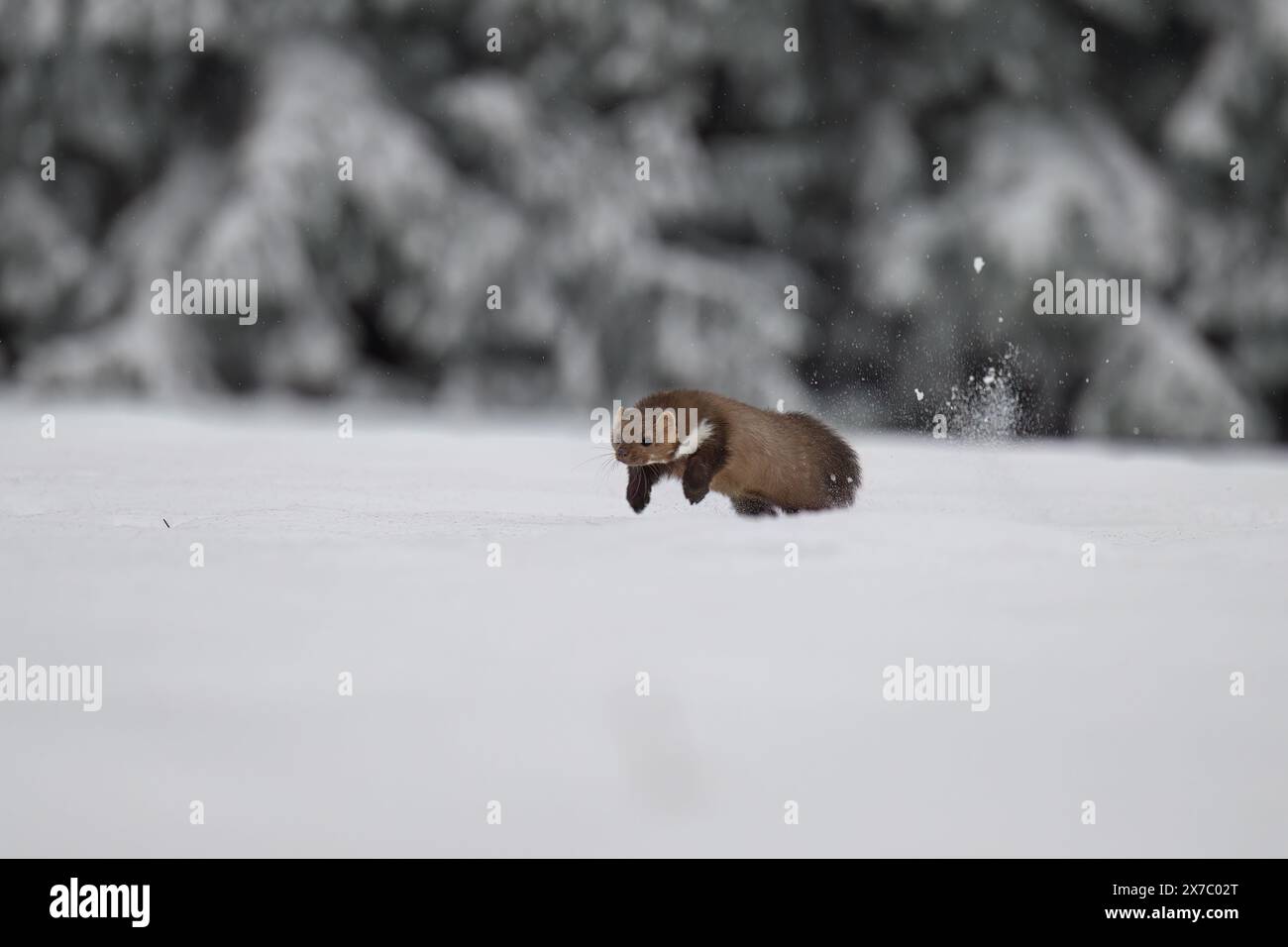 Der Marder spielt im Schnee auf dem Dach des Hauses. Stockfoto