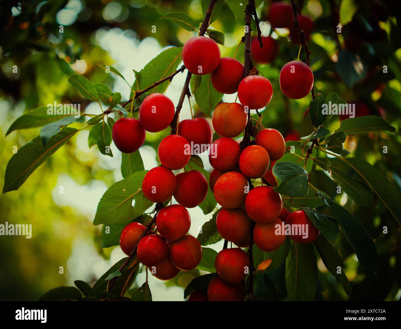 Bild, das die natürliche Schönheit von Kirschpflaumen für die Ernte einfängt. Perfekt für Grafiken im Landwirtschafts- und Landwirtschaftsbereich. Stockfoto