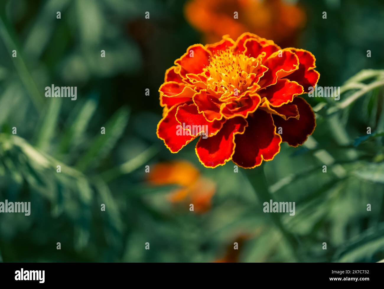Leuchtend orange Ringelblume: Hellorange Ringelblume mit detaillierten Blütenblättern gegen grünes Laub. Verwendungen: Blumenmuster, Gartenbau-Websites, Pflanzenidentifikation Stockfoto
