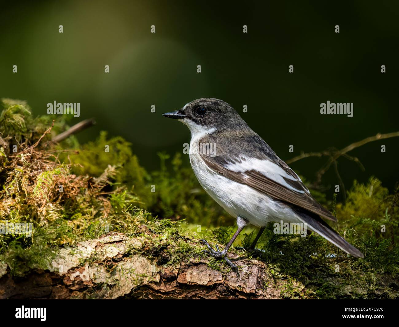 Männlicher Rattenfänger im Frühjahr in Mitte Wales Stockfoto