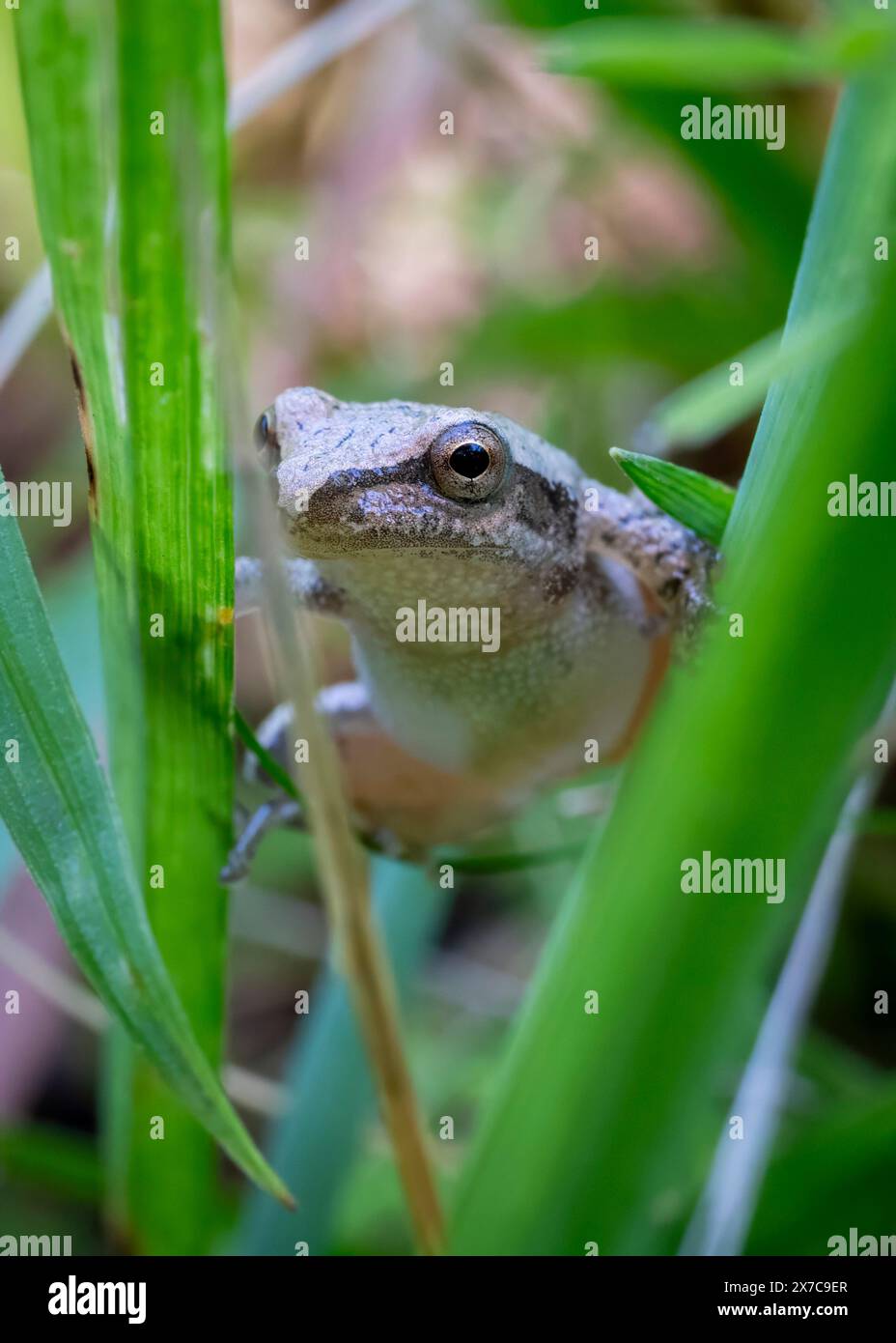 Ein kleiner Federgürtel, ein kleiner Frosch, der nicht größer als ein Daumen ist, hält sich mit zarter Präzision an einem Grasblatt fest. Stockfoto