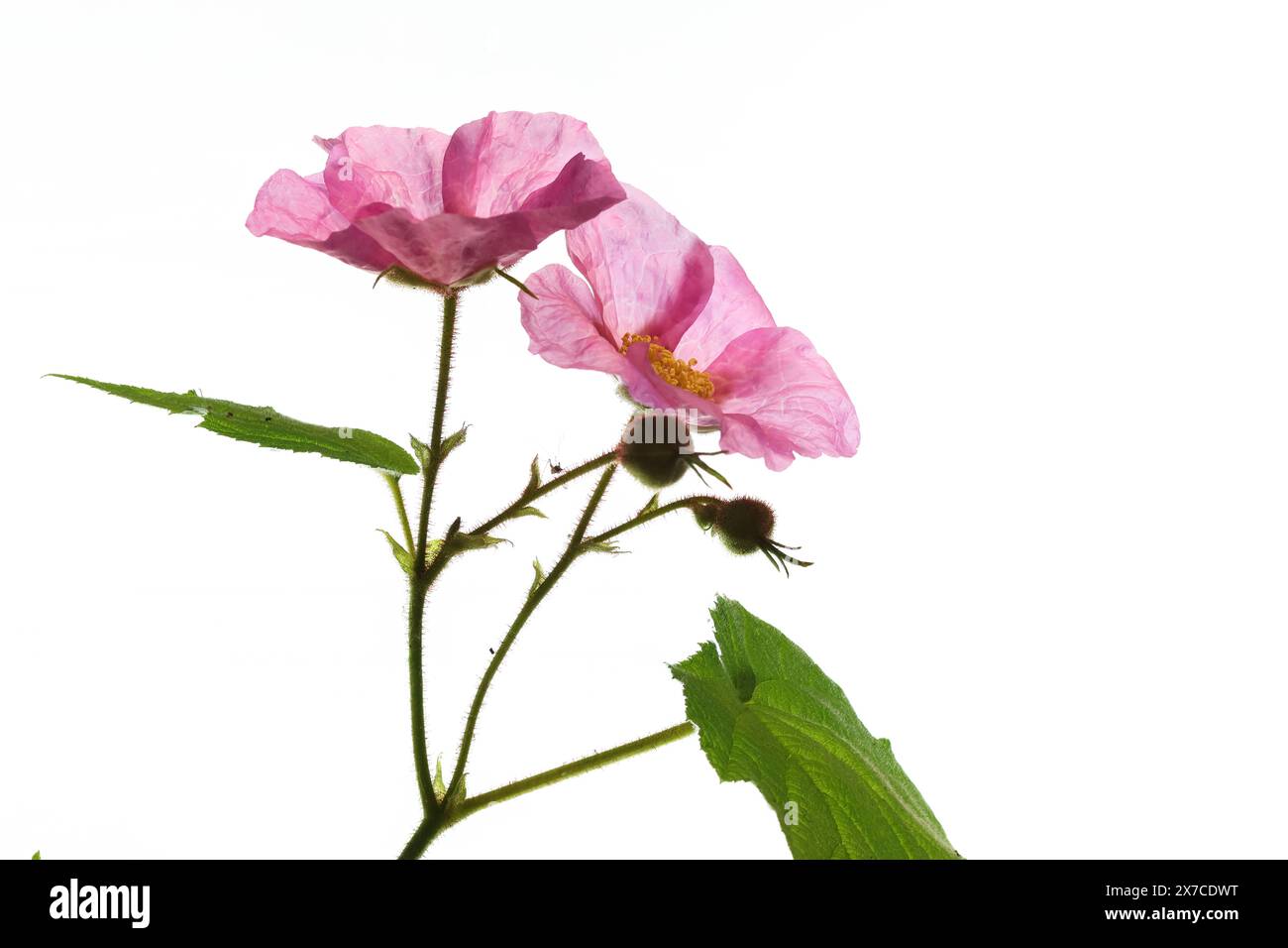 Zwei zarte rosafarbene Blüten einer violetten Himbeere leuchten auf weißem Hintergrund. Stockfoto