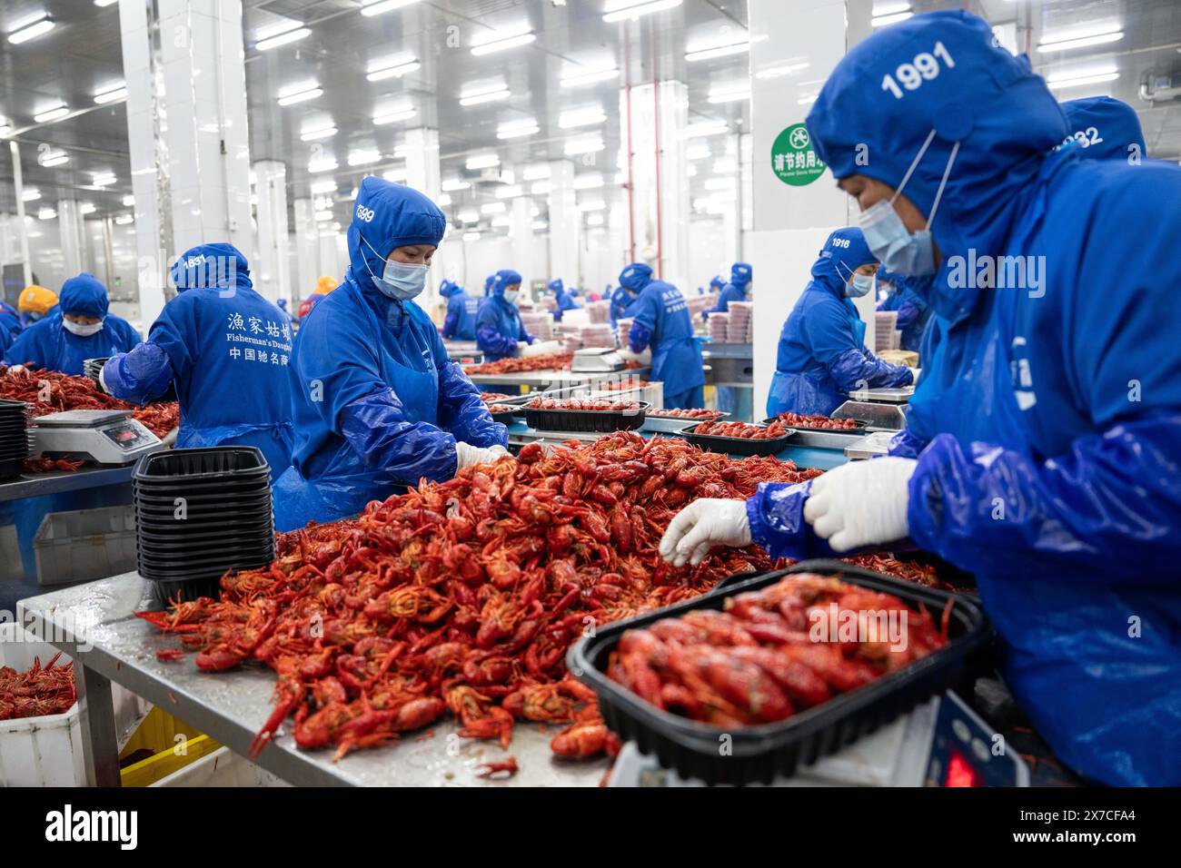 YiYang, chinesische Provinz Hunan. Mai 2024. Mitarbeiter arbeiten am 19. Mai 2024 in einer Krebskrebskrebshalle eines Lebensmittelunternehmens im Bezirk Nanxian in Yiyang, Provinz Hunan in Zentralchina. Nanxian County hat in den letzten Jahren die Entwicklung der Flusskrebsindustrie vorangetrieben, mit einem Produktionswert von 16 Milliarden Yuan (etwa 2,215 Milliarden US-Dollar). Quelle: Chen Sihan/Xinhua/Alamy Live News Stockfoto