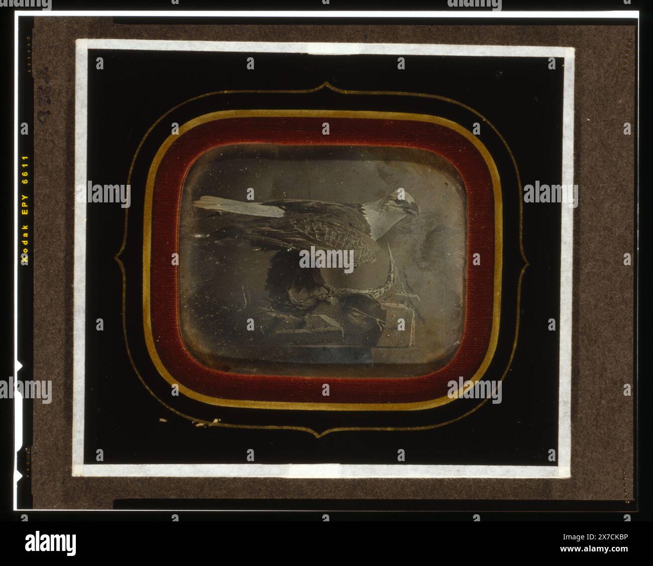 Gefüllter Adler in der Independence Hall, in Passepartout-Matte, Papieretikett auf der Rückseite der Matte: Daguerreotyped von W. G. Mason wahrscheinlich um 1845., Purchase; Marian S. Carson; 1996; (DLC/PP-1996:087.4)., ist Teil von: Sammlung Daguerreotype , Teil von: Sammlung Marian S. Carson , . Independence Hall (Philadelphia, Pa.), Eagles, 1840-1850. , Taxidermie, 1840-1850. Stockfoto