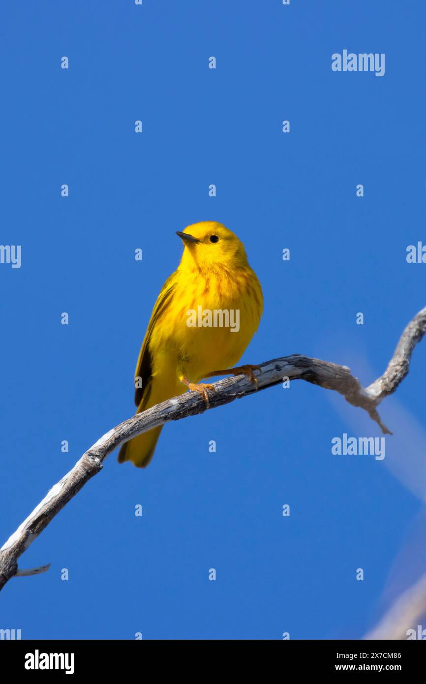 Yellow Warbler (Setophaga petechia), Malheur National Wildlife Refuge, Oregon Stockfoto