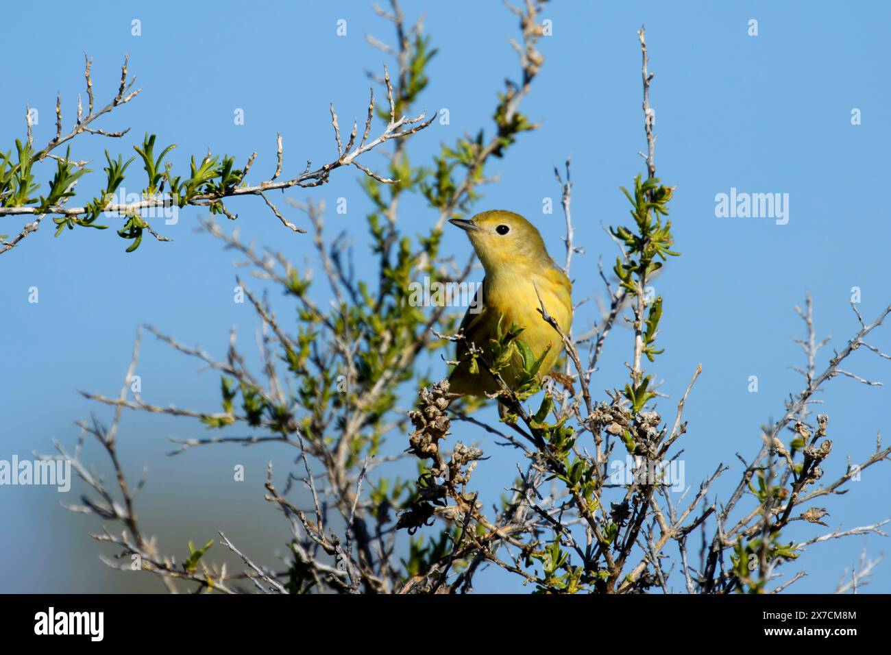Orangenkrone Warbler (Leiothlypis celata), Malheur National Wildlife Refuge, Oregon Stockfoto