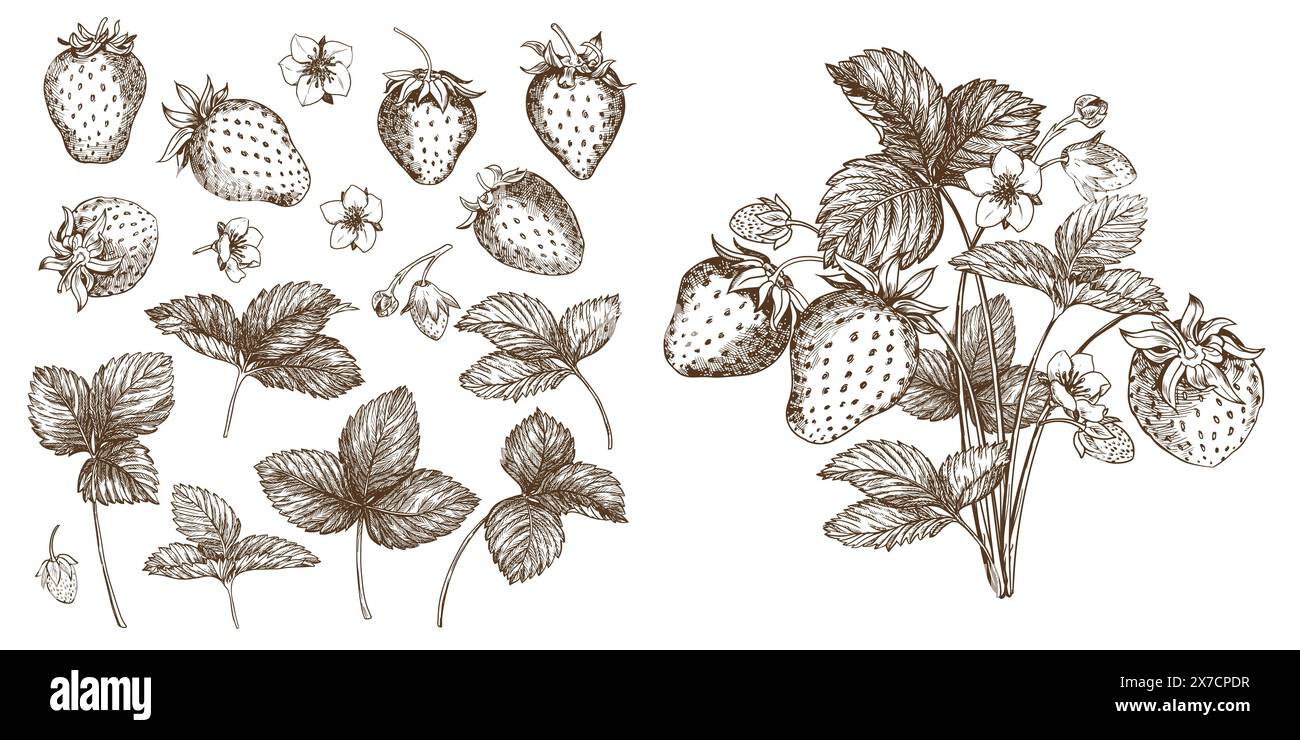 Satz von Vektorzeichnungen von Erdbeeren. Beeren, Blumen, Blätter. Gravurstil Illustration. Landwirtschaftliche Ernte isoliert auf weißem Hintergrund. Toll für mich Stock Vektor