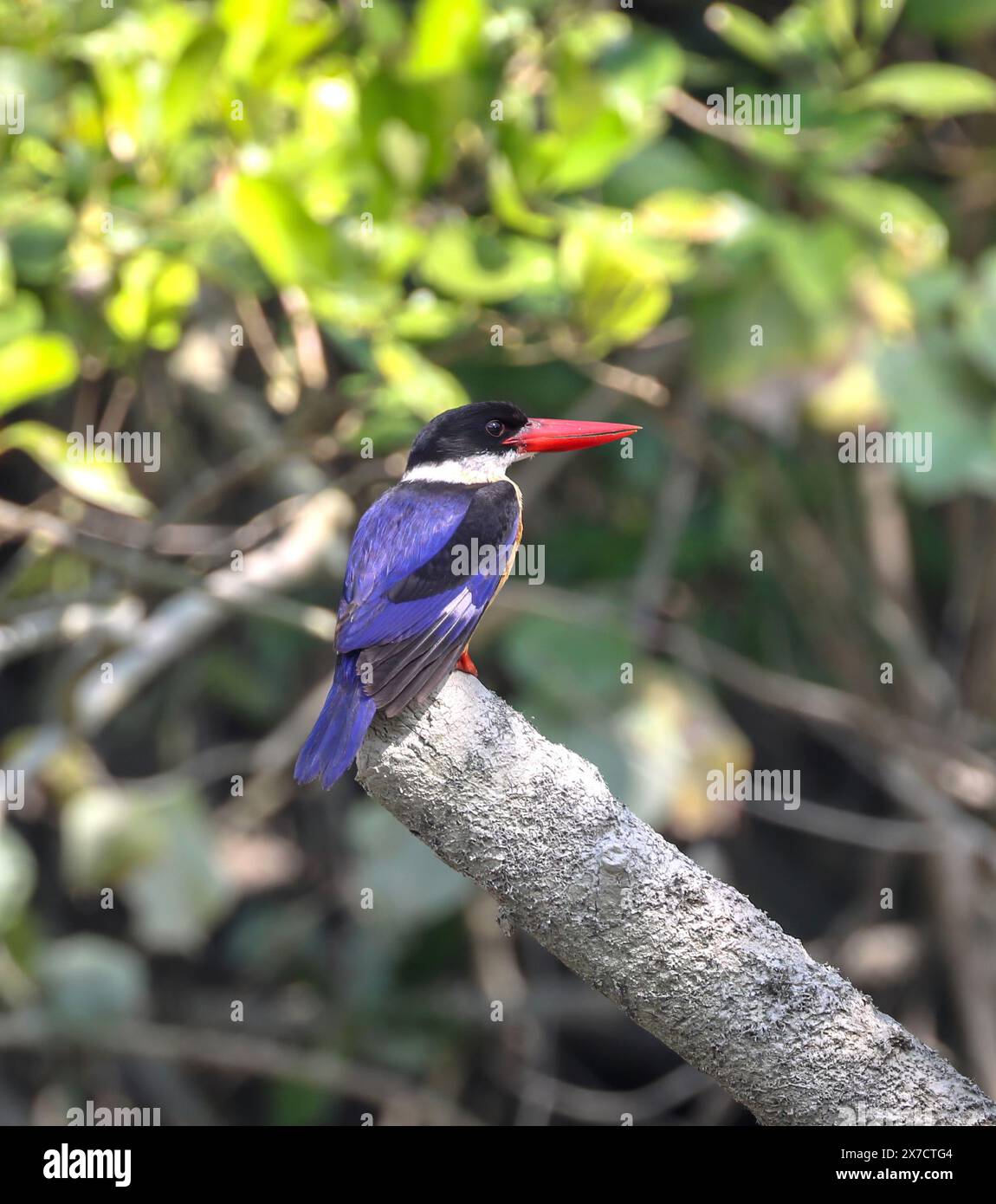 eisvogel mit schwarzer Kappe in sundarbans. Dieses Foto wurde aus Bangladesch aufgenommen. Stockfoto
