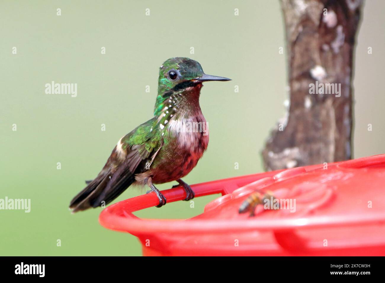 Festliche Coquette (Lophornis chalybeus) auf einem Kolibri-Futterhäuschen. Kleiner Kolibri, endemisch in Brasilien. Stockfoto