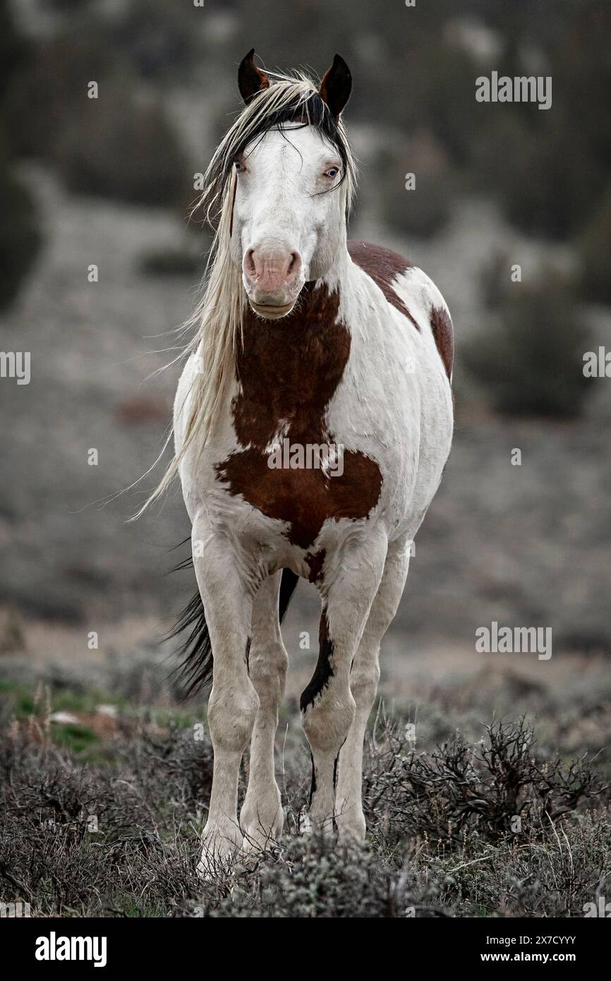 Die Steens Mountain Wildpferde können von Pinto über Buchsleder, Sauerampfer, Bucht, Palomino, Graubraun und Schwarz reichen. Stockfoto