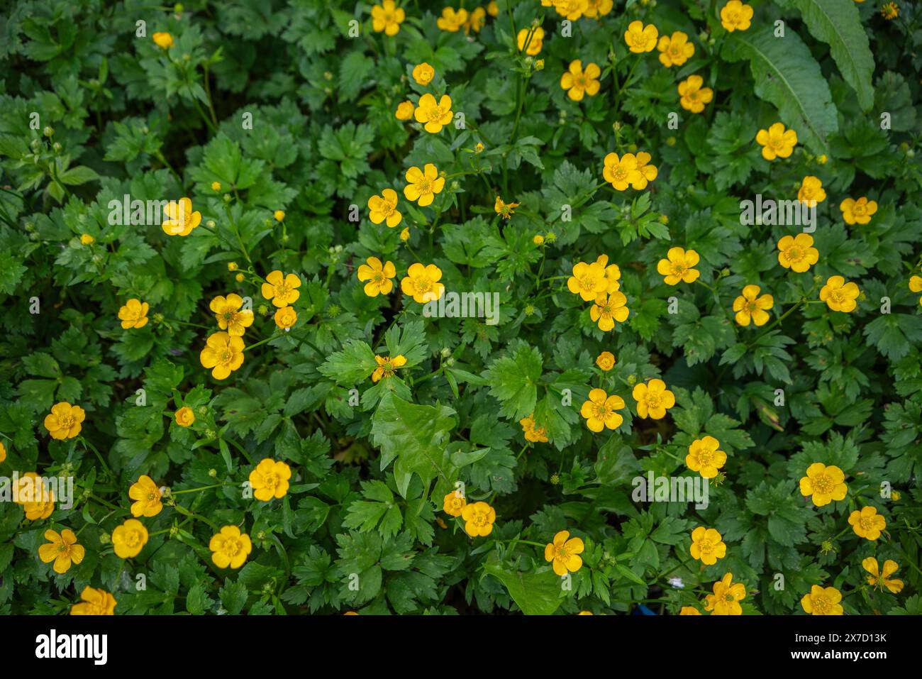 Kriechfalter (Ranunculus repens), der im Mai in Südengland auf feuchtem Boden an einem Straßenrand gefunden wurde Stockfoto