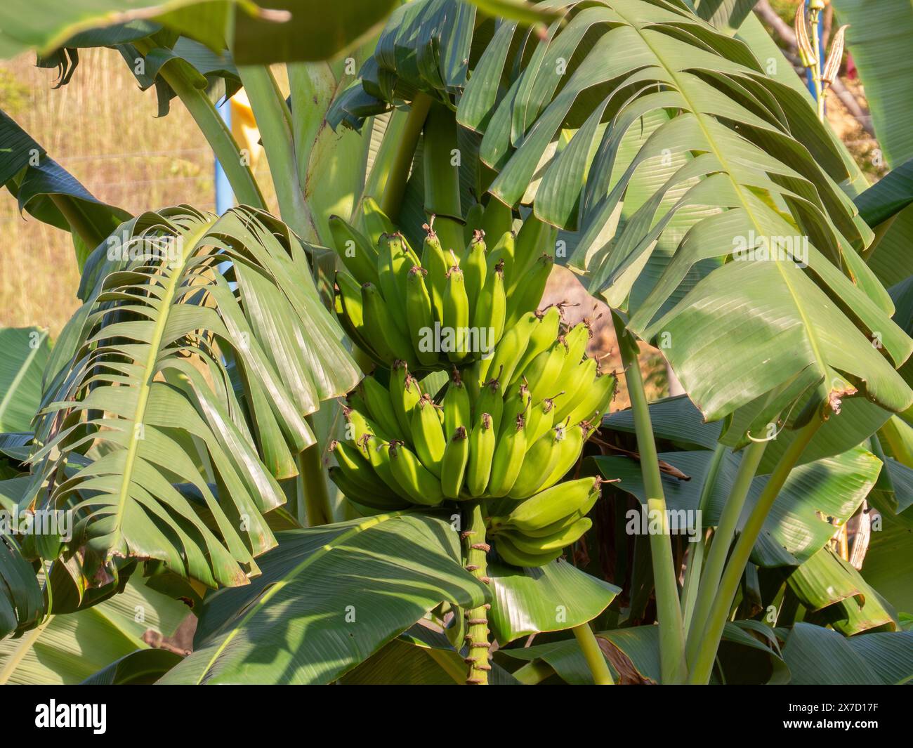 Nahaufnahme wunderschöner Bananen aus grünem biologischem Anbau auf einem Baum auf dem Bauernhof. Vorderansicht Stockfoto