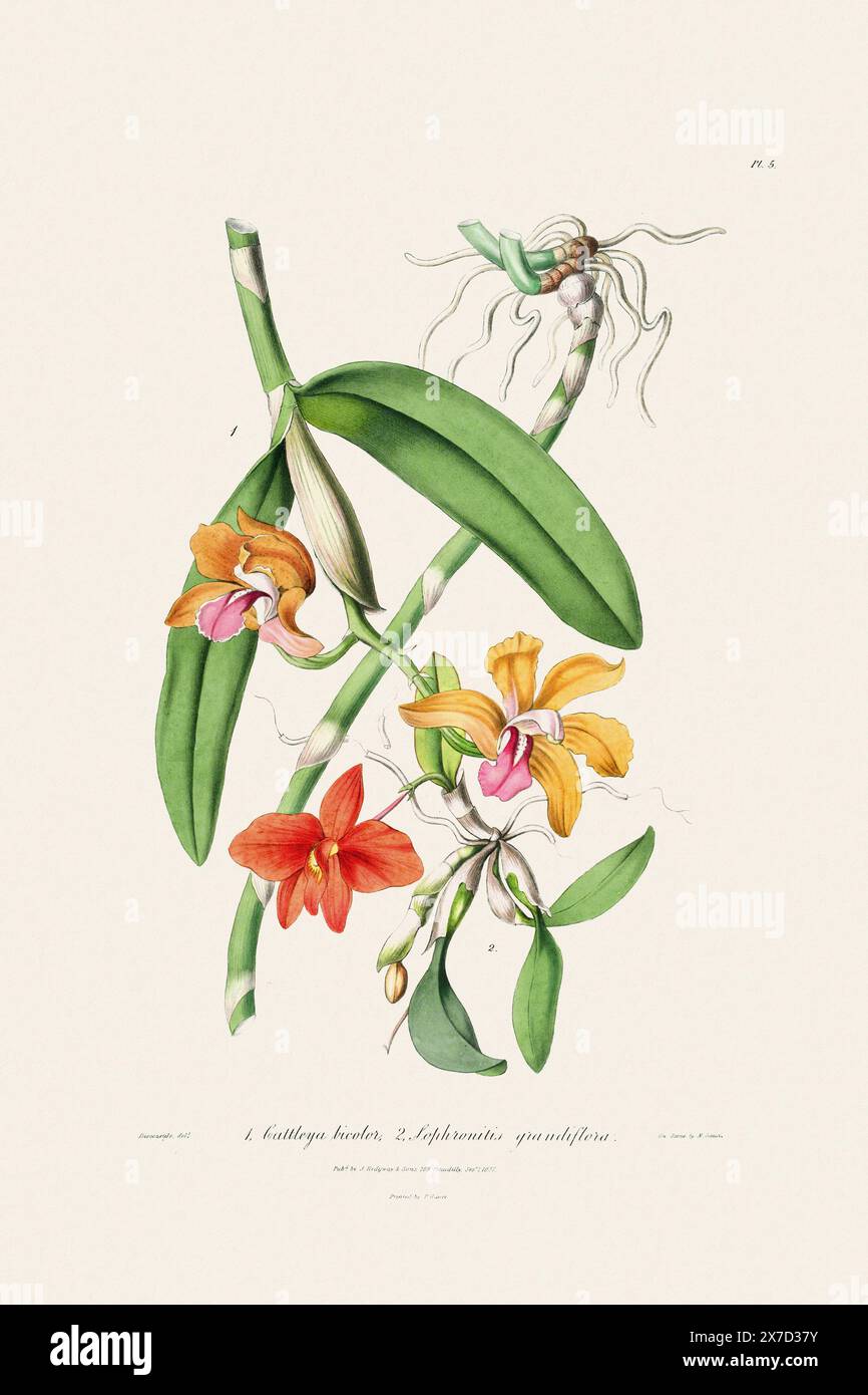 Antike botanische Illustration einer blühenden Orchideenpflanze aus einem Buch des 19. Jahrhunderts. Um 1830. Stockfoto