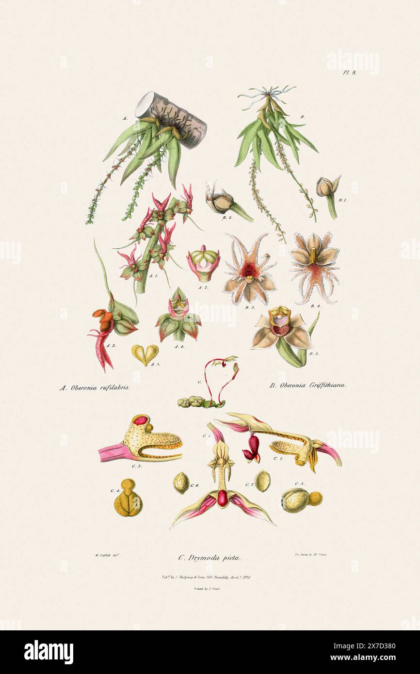 Antike botanische Illustration einer blühenden Orchideenpflanze aus einem Buch des 19. Jahrhunderts. Um 1830. Stockfoto