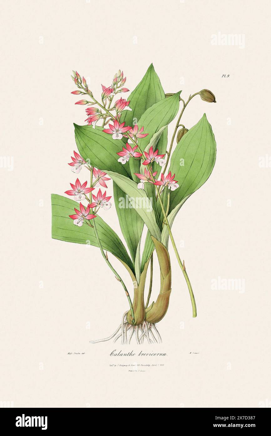 Antike botanische Illustration einer blühenden Orchideenpflanze aus einem Buch des 19. Jahrhunderts. Um 1830. Stockfoto