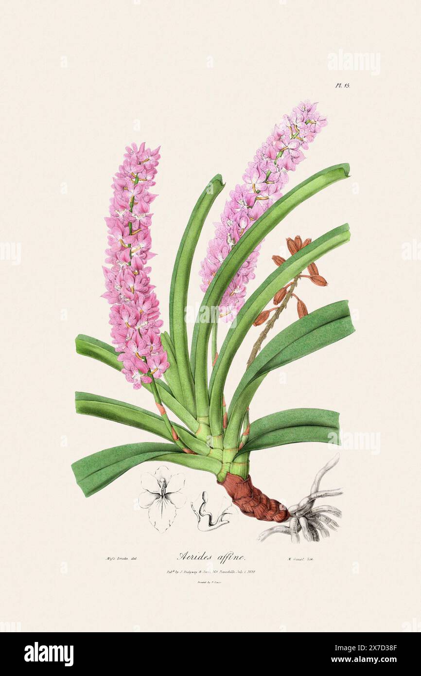 Antike botanische Illustration einer blühenden Orchideenpflanze aus einem Buch des 19. Jahrhunderts. Um 1830. Stockfoto