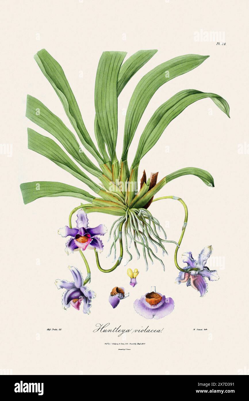 Antike botanische Illustration einer blühenden Orchideenpflanze aus einem Buch des 19. Jahrhunderts. Um 1830. Stockfoto