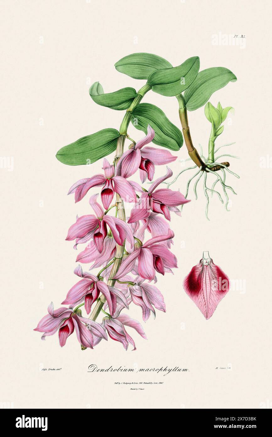 Antike botanische Illustration einer blühenden Orchideenpflanze aus einem Buch des 19. Jahrhunderts. Um 1830. Stockfoto