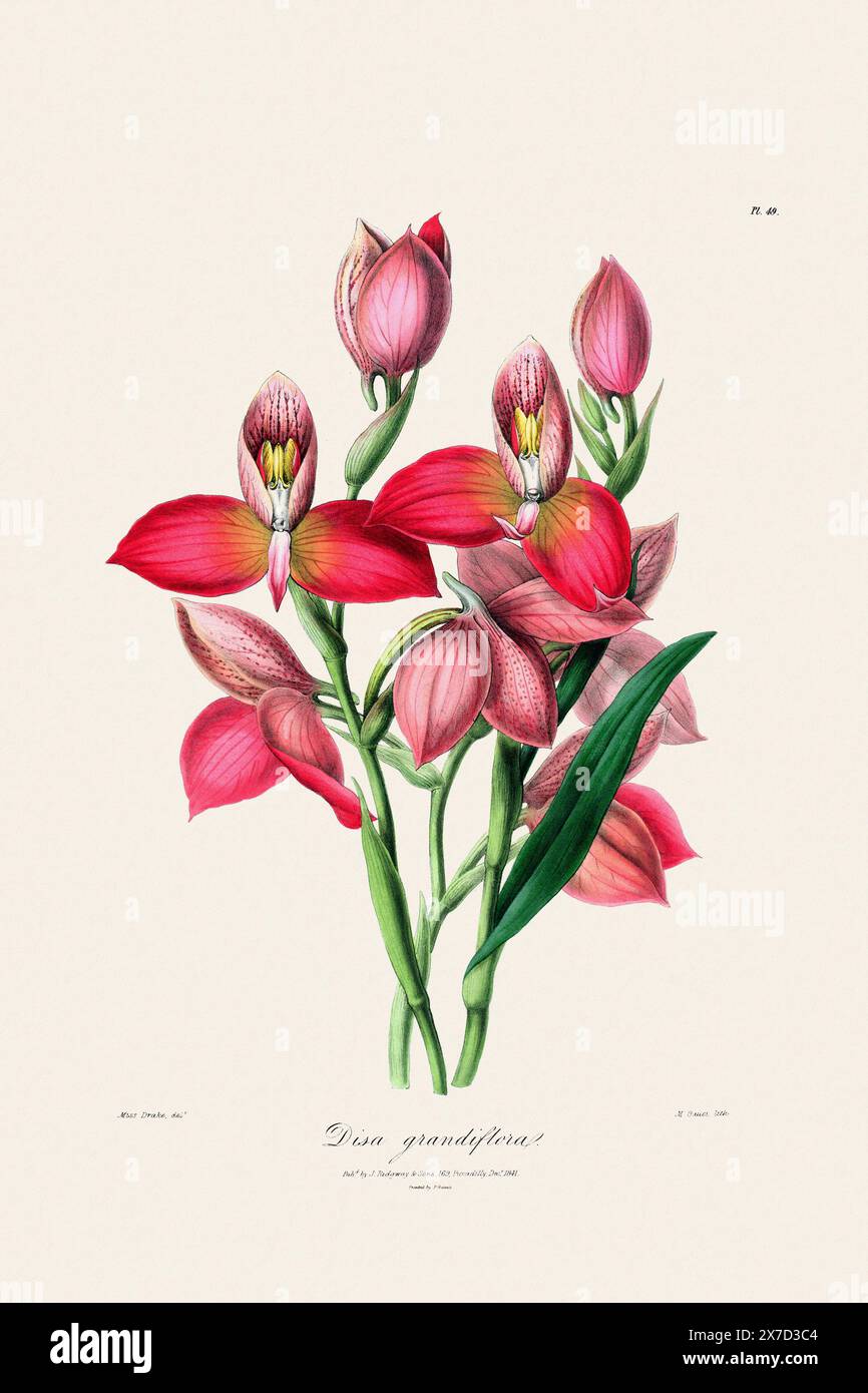 Antike botanische Illustration einer blühenden Orchideenpflanze aus einem Buch des 19. Jahrhunderts. Um 1830. Stockfoto