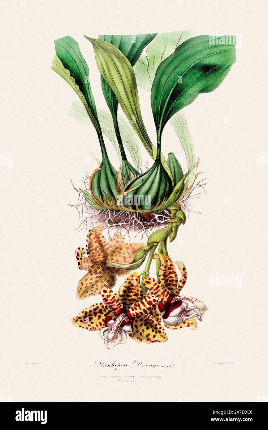 Antike botanische Illustration einer blühenden Orchideenpflanze aus einem Buch des 19. Jahrhunderts. Um 1830. Stockfoto
