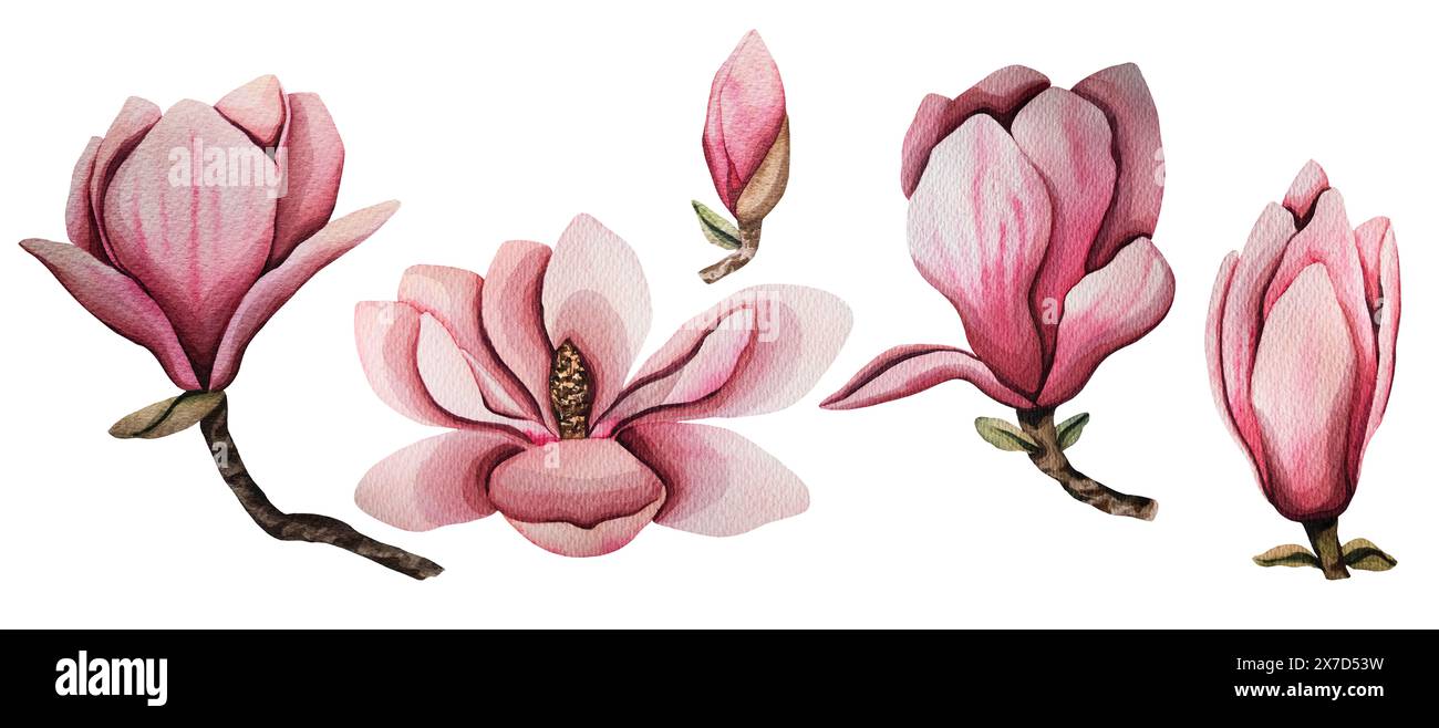 Handgezeichnete Magnolienblume, Set mit Aquarellillustration. Isoliertes Blumenelement. Rosafarbene Magnolienblüten verschiedener Formen. Abbildung für Stockfoto
