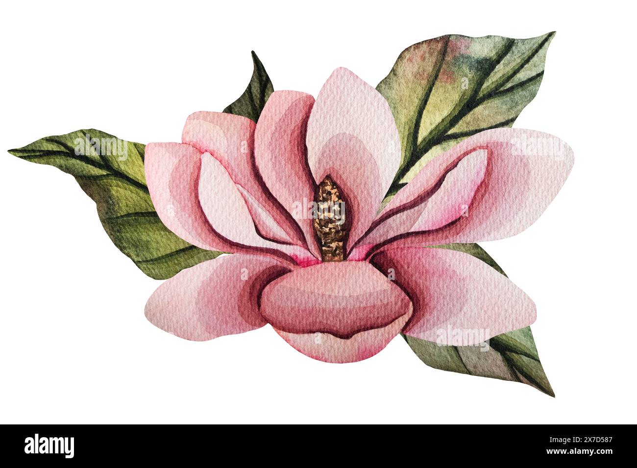 Handgezeichnete Magnolienblume, Set mit Aquarellillustration. Isoliertes Blumenelement. Rosafarbene Magnolienblüten verschiedener Formen. Abbildung für Stockfoto