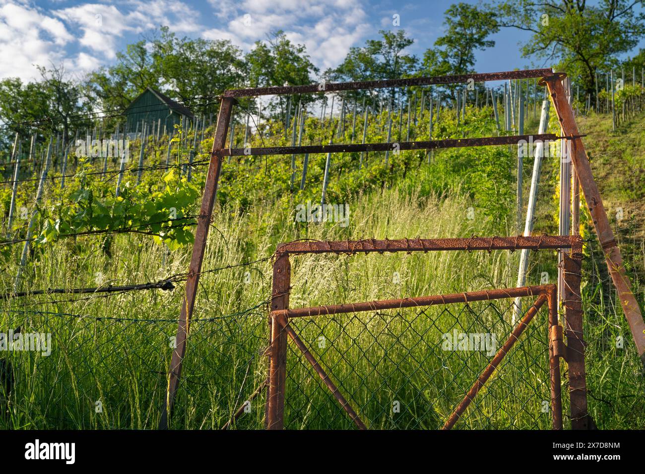 Rostiges Metalltor auf einem Weinberg im Frühjahr - aufgenommen in der Nähe von Stuttgart. Stockfoto