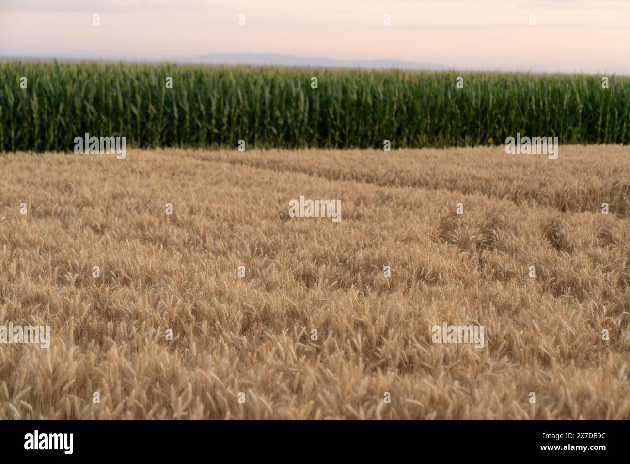 Weizen- und Maisfeld bei Sonnenuntergang. Stockfoto