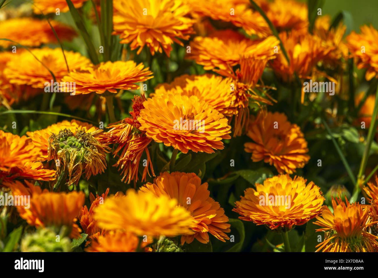 Die Ringelblume wird auch in der Kosmetik und Dermopharmazie eingesetzt Stockfoto