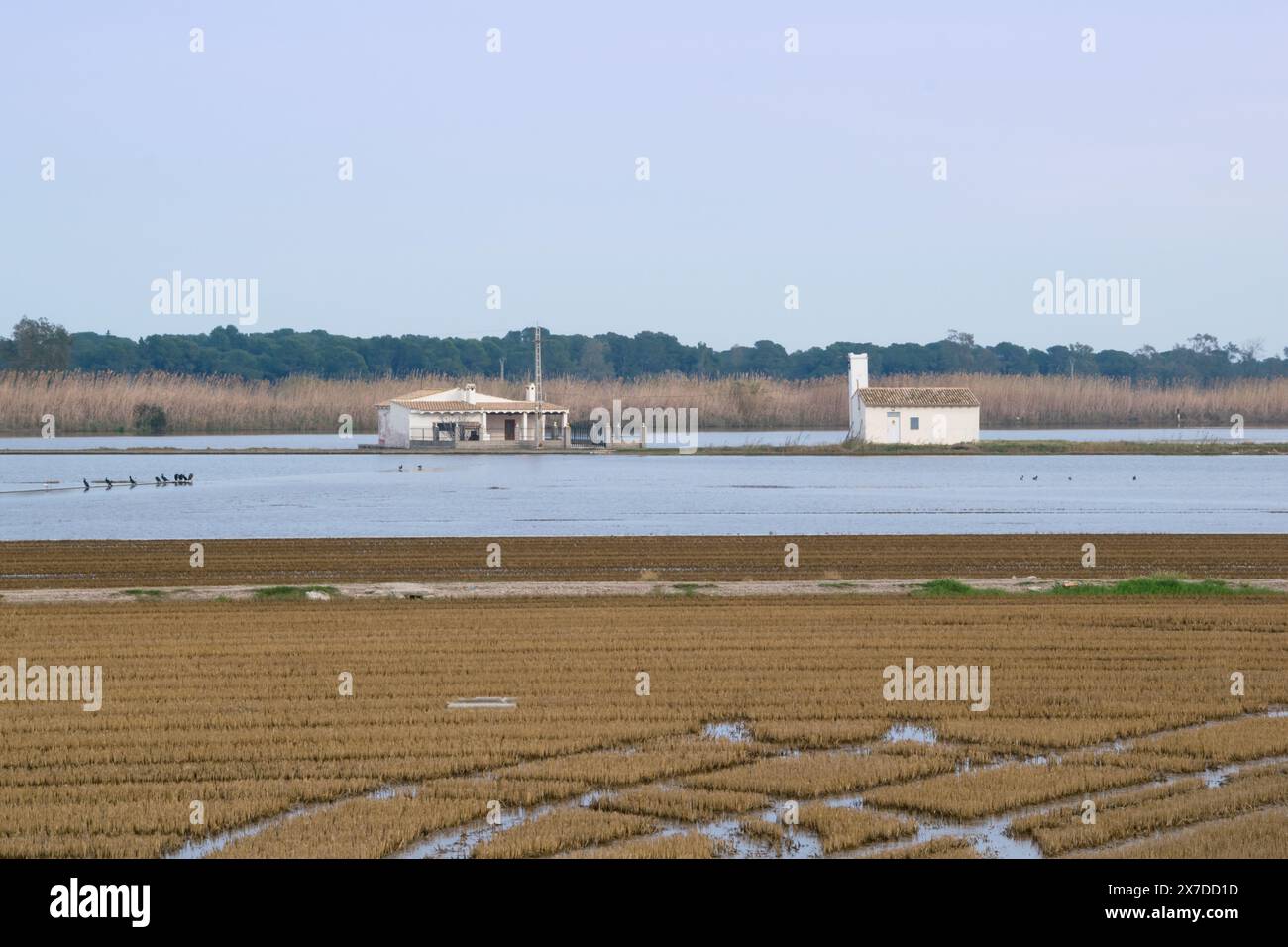 Blick auf die Reisfelder in La albufera. Valencia - Spanien Stockfoto