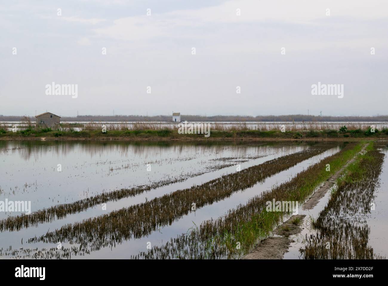 Überflutetes Reisfeld in La albufera von Valencia. Valencia - Spanien Stockfoto