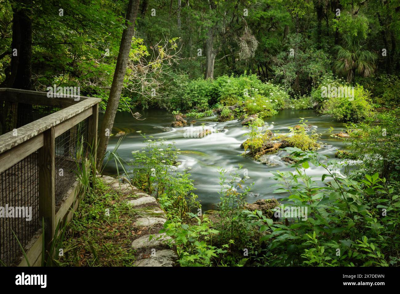 Hillsborough River State Park Class II Rapids nur wenige Minuten vom Stadtzentrum von Tampa Florida entfernt. Lange Belichtungsunschärfe von sich bewegendem Wasser. Künstlerisches Foto. Stockfoto