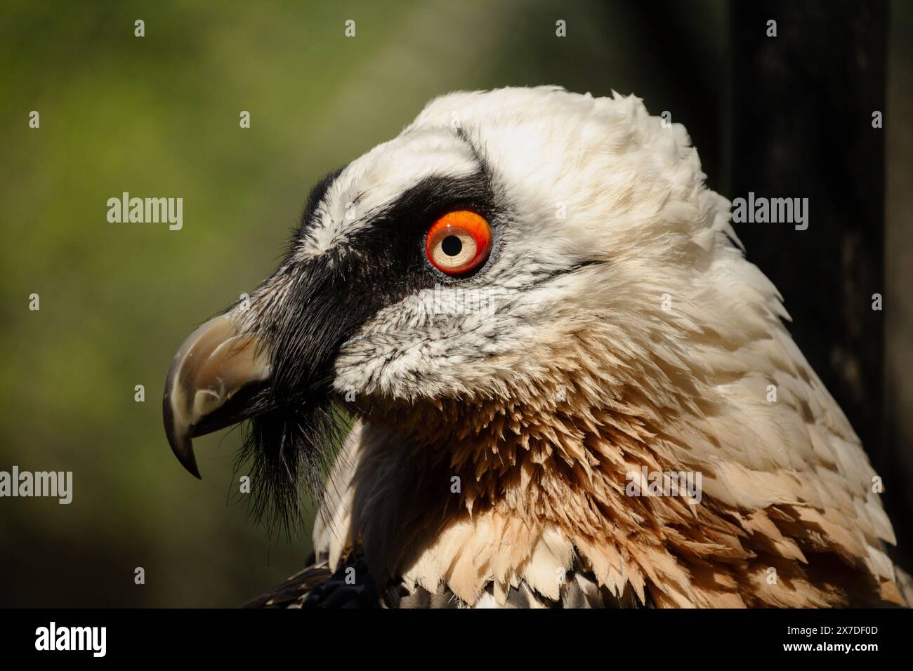 Bart (Lat. Gypaetus barbatus) ist ein Vogel aus der Familie der Falken. „Bart“ wird nach einem Bündel steifer Federn oder Seten unter dem Schnabel benannt Stockfoto