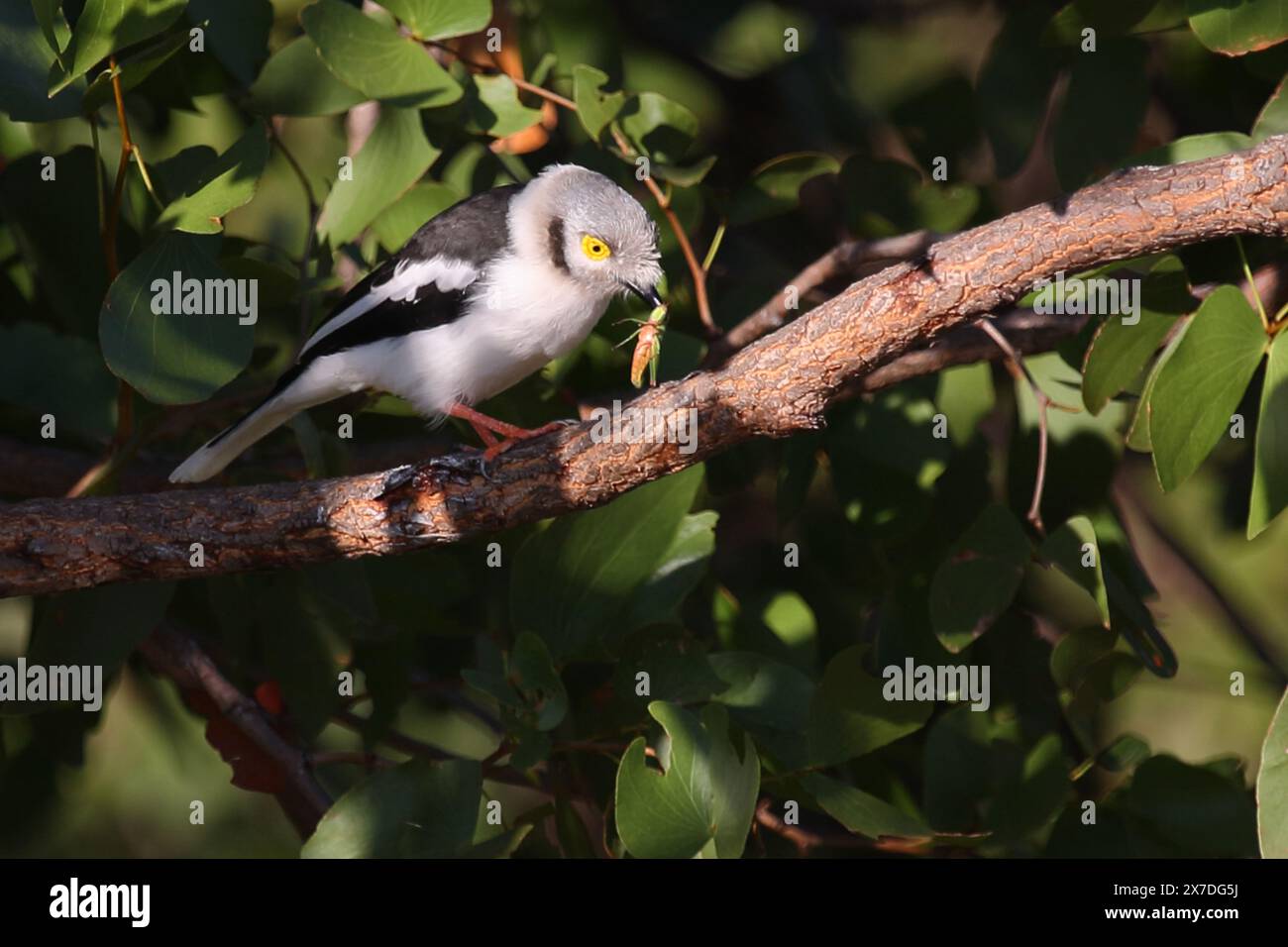 Weißschopf-Brillenwürger / Weißkammhelm / Prionops plumatus Stockfoto