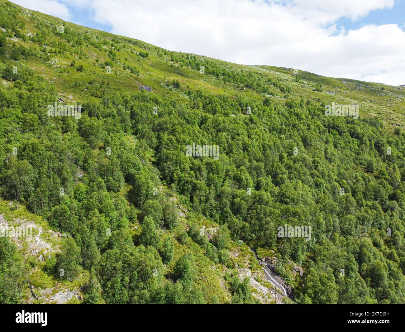 Drohnenfoto. Blick von oben auf einen norwegischen Berg mit grünen Bäumen an einem warmen Sommertag unter blauem Himmel. Stockfoto