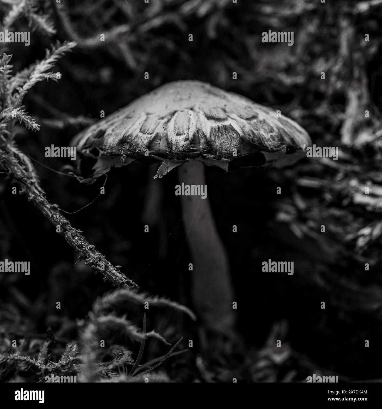 Der einzelne Pilz wächst in dunklen Schatten im olympischen Wald Stockfoto