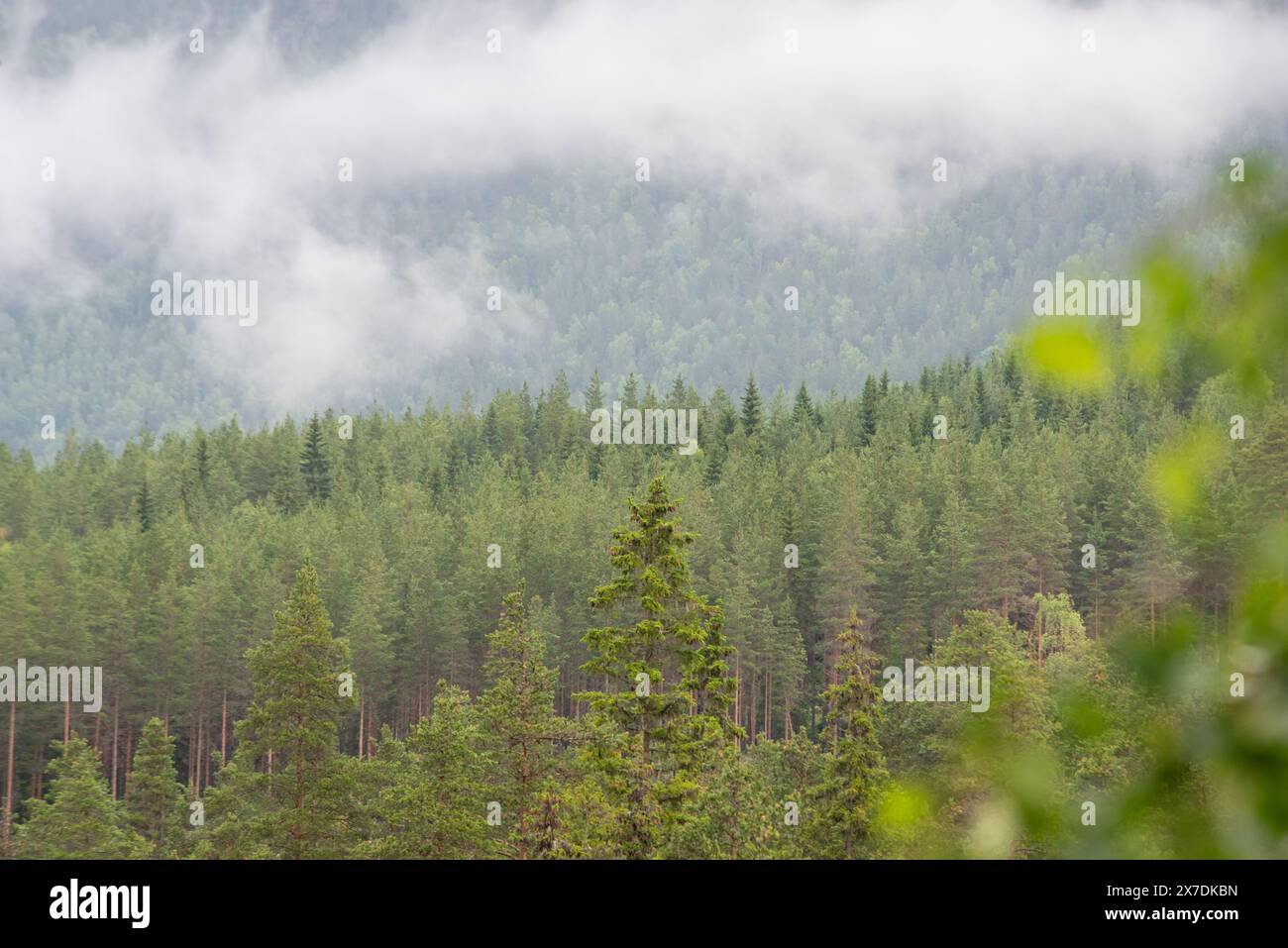 Endlose Wälder im sonnigen Tag mit Perspektive in Farbe Stockfoto