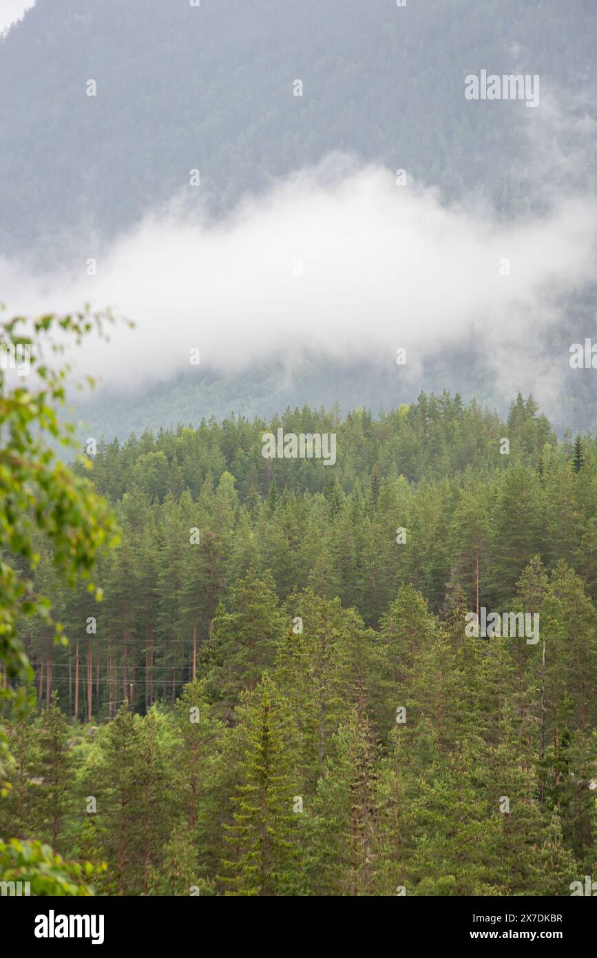 Endlose Wälder im sonnigen Tag mit Perspektive in Farbe Stockfoto