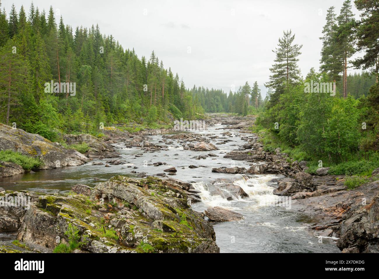 Wunderschöne Landschaft mit norwegischem felsigen Bergfluss mit Stromschnellen, wo das Wasser weißen Schaum bildet. Wasserfall im Fluss. Grüne Nadelbäume t Stockfoto