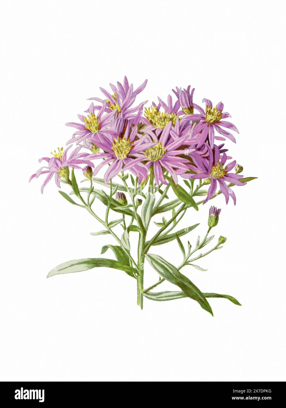 Schöne blühende Blumen Illustration. Digitales Aquarell mit Vintage-Inspiration auf weißem Hintergrund. Stockfoto