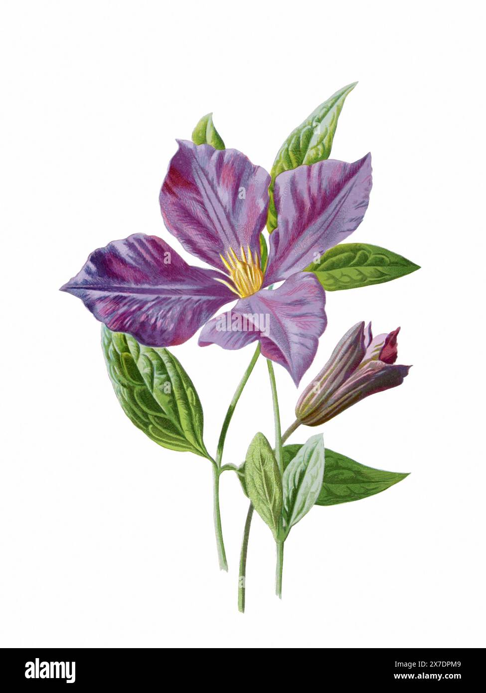 Schöne blühende Blume Illustration. Digitales Aquarell mit Vintage-Inspiration auf weißem Hintergrund. Stockfoto