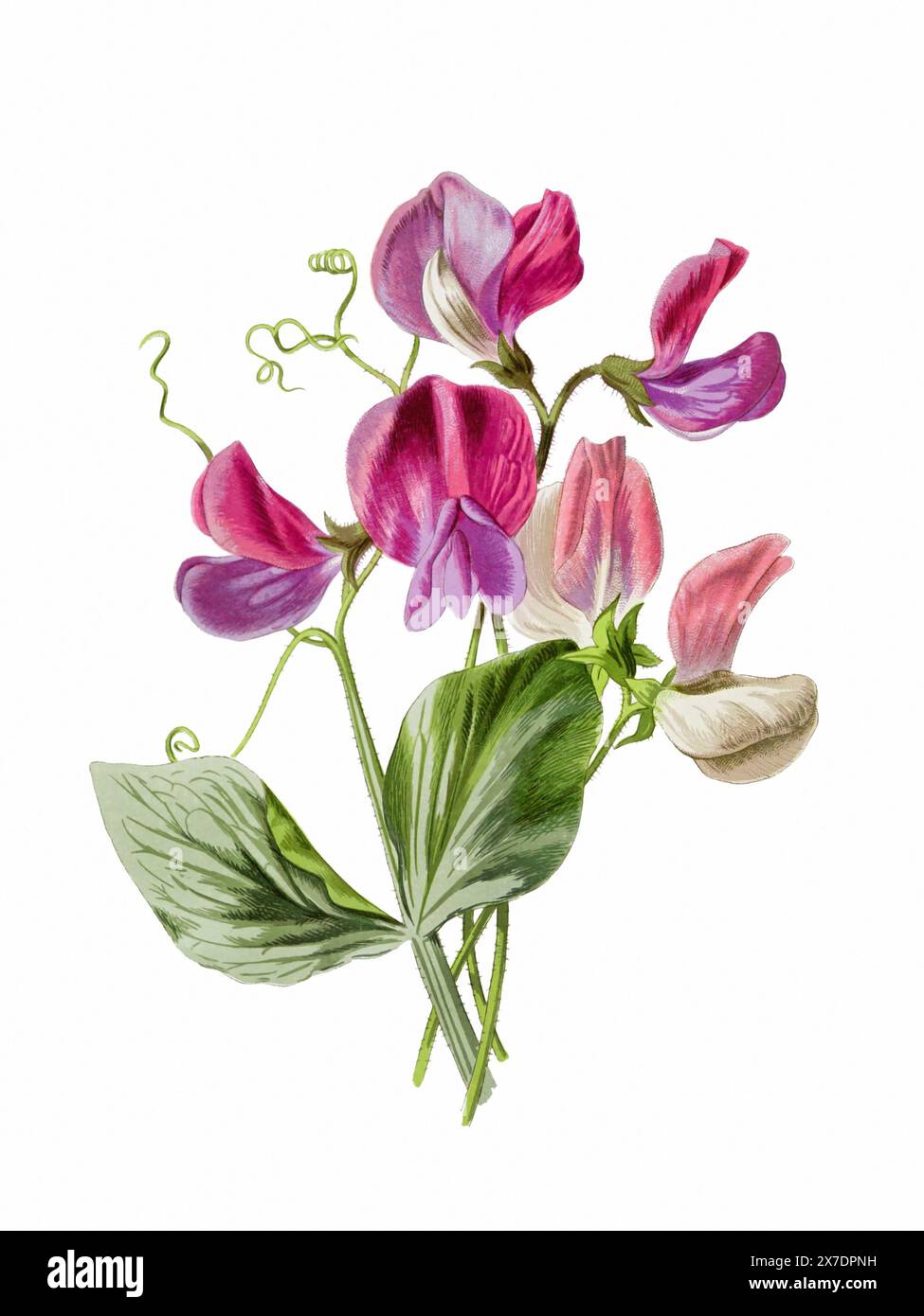 Schöne blühende Blumen Illustration. Digitales Aquarell mit Vintage-Inspiration auf weißem Hintergrund. Stockfoto