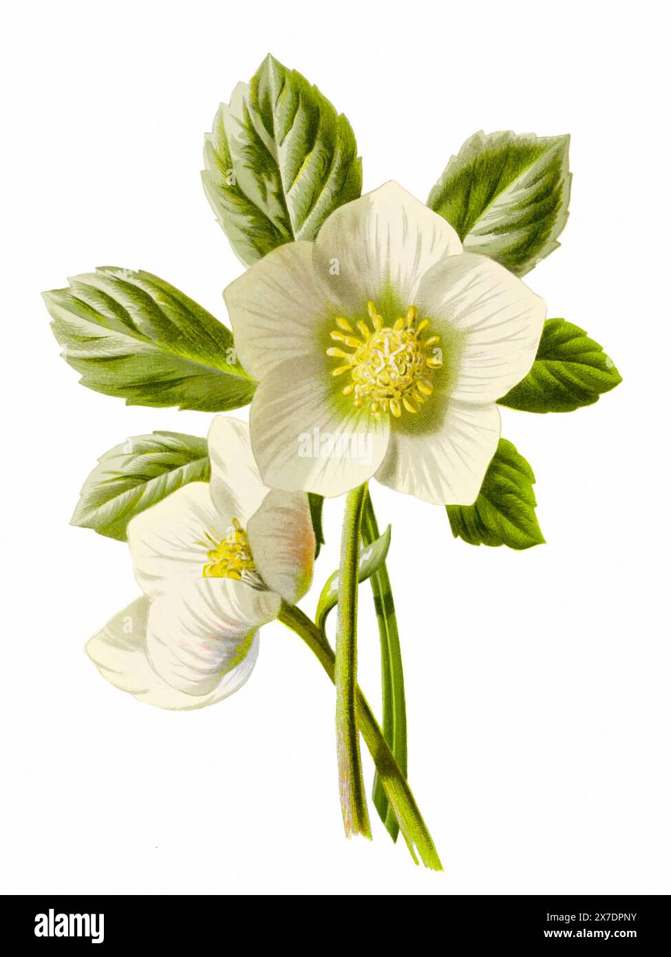 Schöne blühende Blumen Illustration. Digitales Aquarell mit Vintage-Inspiration auf weißem Hintergrund. Stockfoto