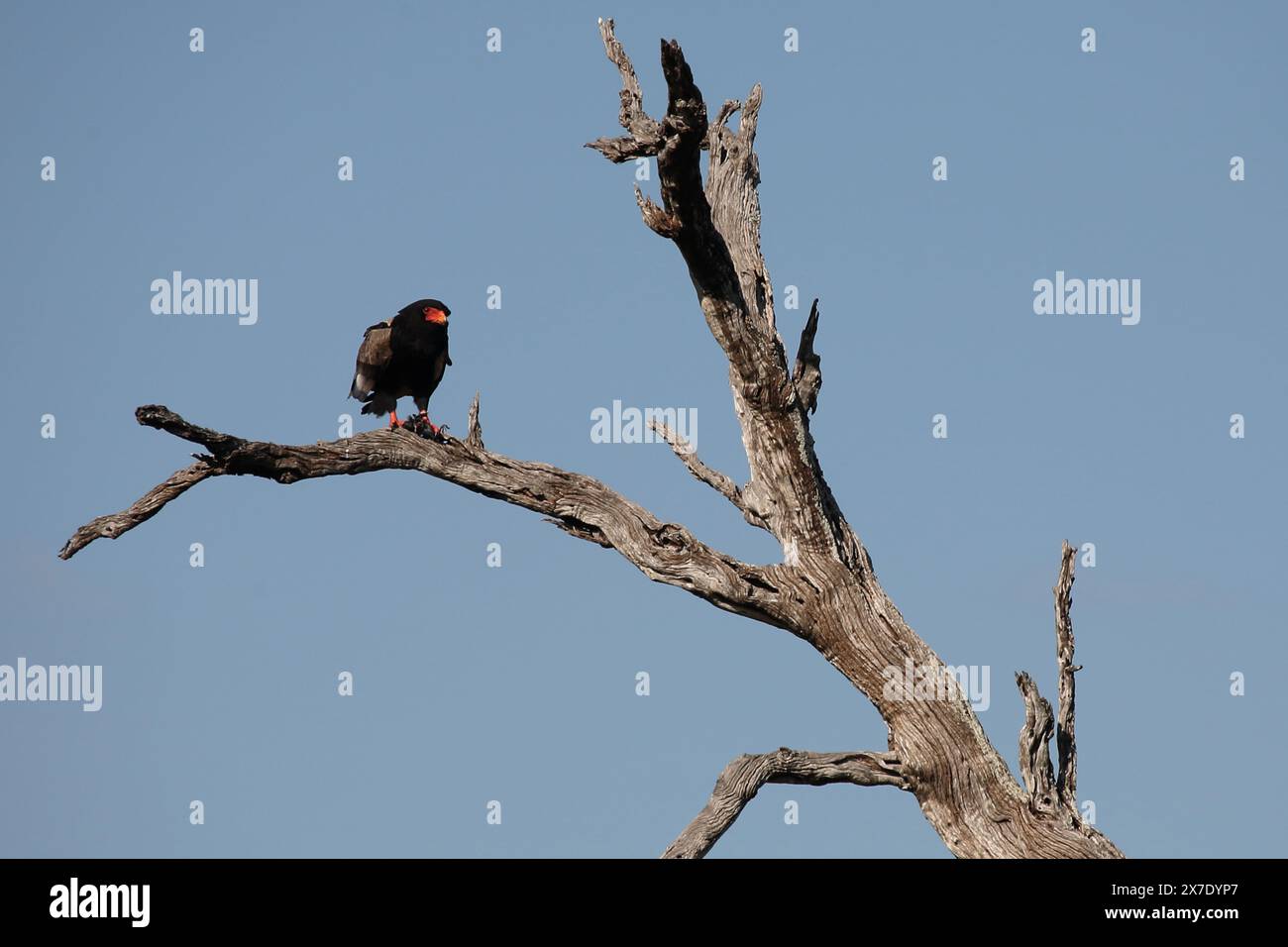 Gaukler Terathopius ecaudatus/Sie/ Stockfoto