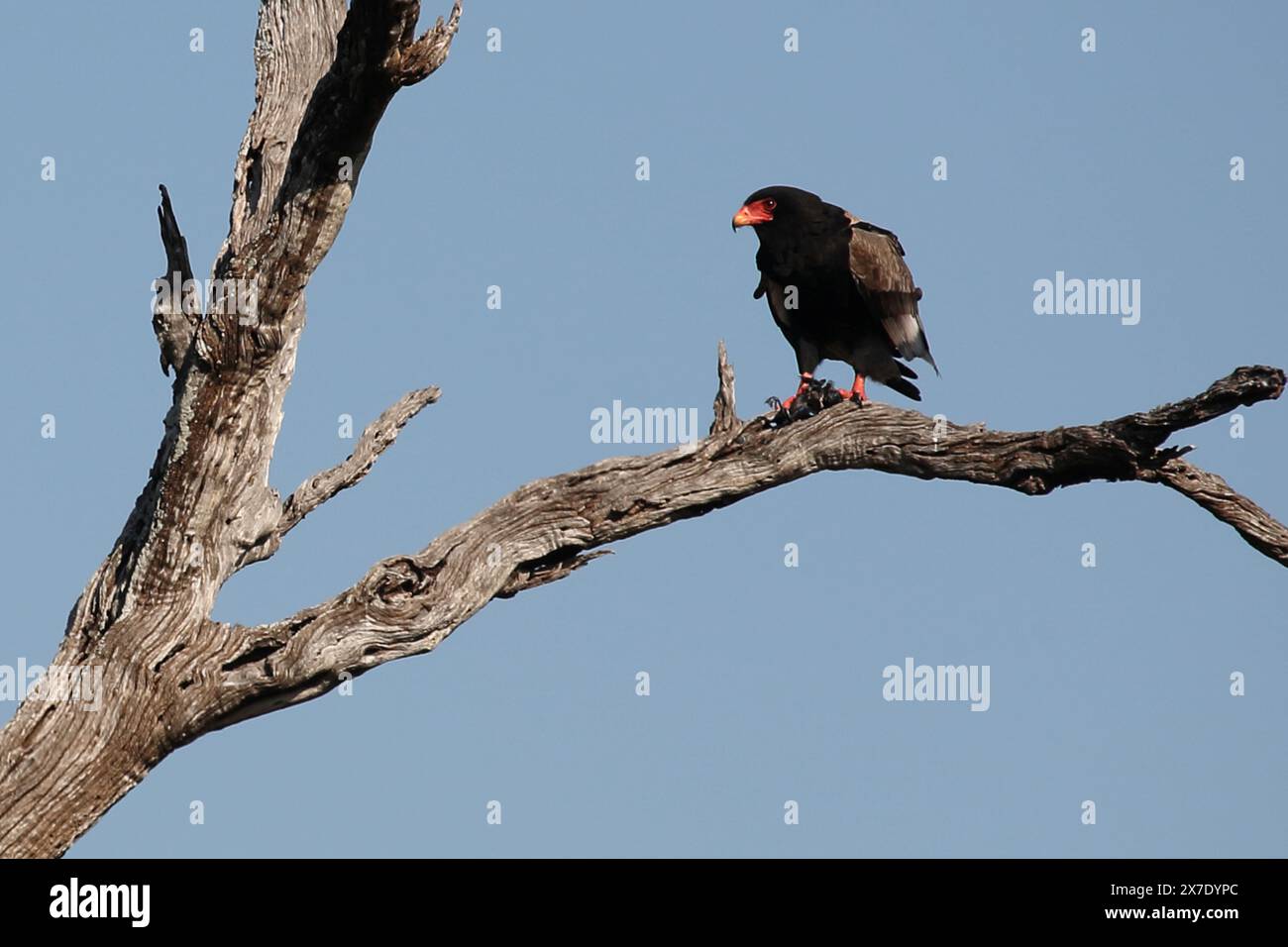 Gaukler Terathopius ecaudatus/Sie/ Stockfoto