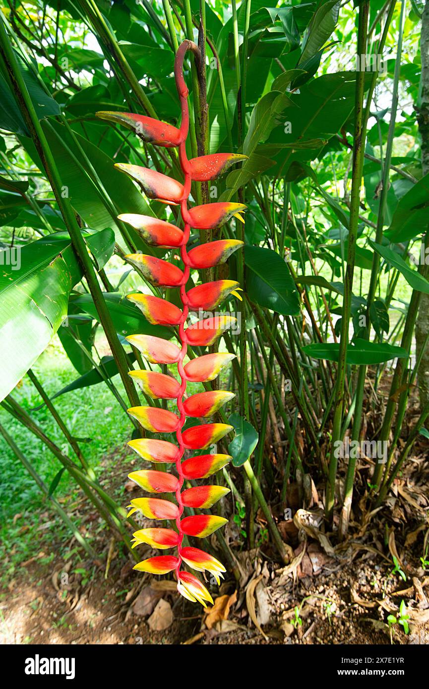 Vertikale Nahaufnahme einer Helikonia-Blume im Botanischen Garten, Raiatea, Gesellschaftsinseln, Französisch-Polynesien Stockfoto