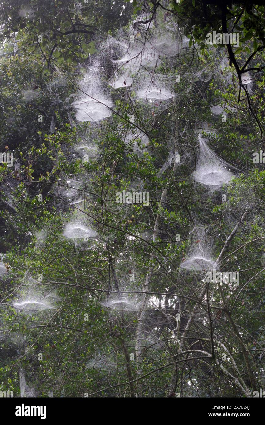 Ein Baum mit mehreren Kuppelnetzen von Basilika Orbweaver Spinnen (Mecynogea lemniscata), ein Halloween-Thema. Brazos Bend State Park, Texas, USA. Stockfoto