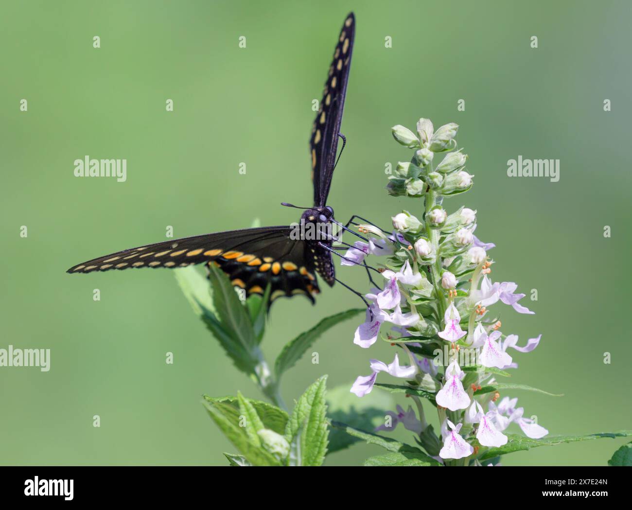 Östlicher schwarzer Schwalbenschwanz (Papilio polyxenes) Weibchen, die eine Blume fressen, Brazos Bend State Park, Texas, USA Stockfoto