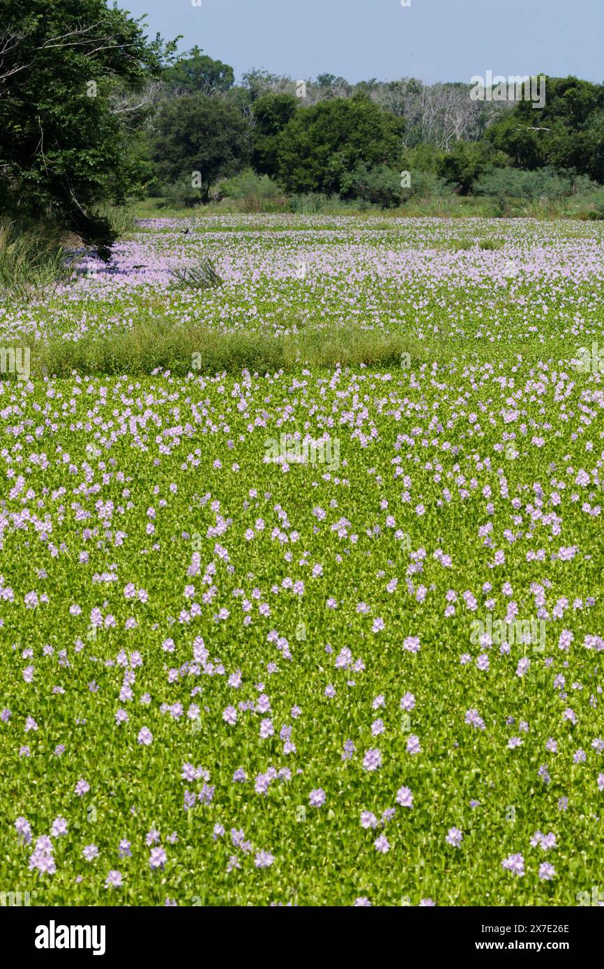 Wasserhyazinthe (Pontederia [Eichhornia] crassipes) blüht im Mai auf einem sumpfigen See im Brazos Bend State Park, Texas, USA. Stockfoto