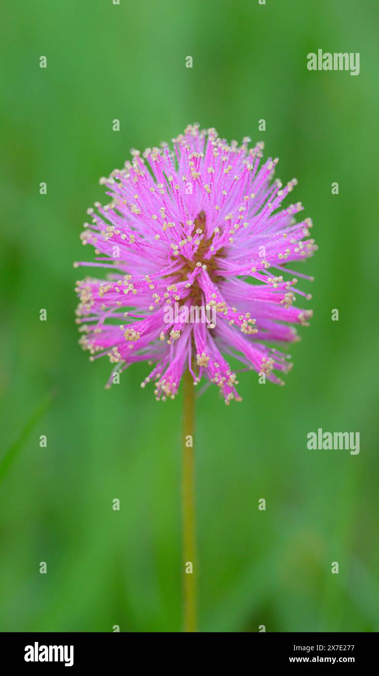 Powderpuff oder Wandermimosa oder Sonnenscheinmimosa (Mimosa strigillosa) Blüte bedeckt mit Tropfen Morgennebel, Brazos Bend State Park, Texas, USA. Stockfoto
